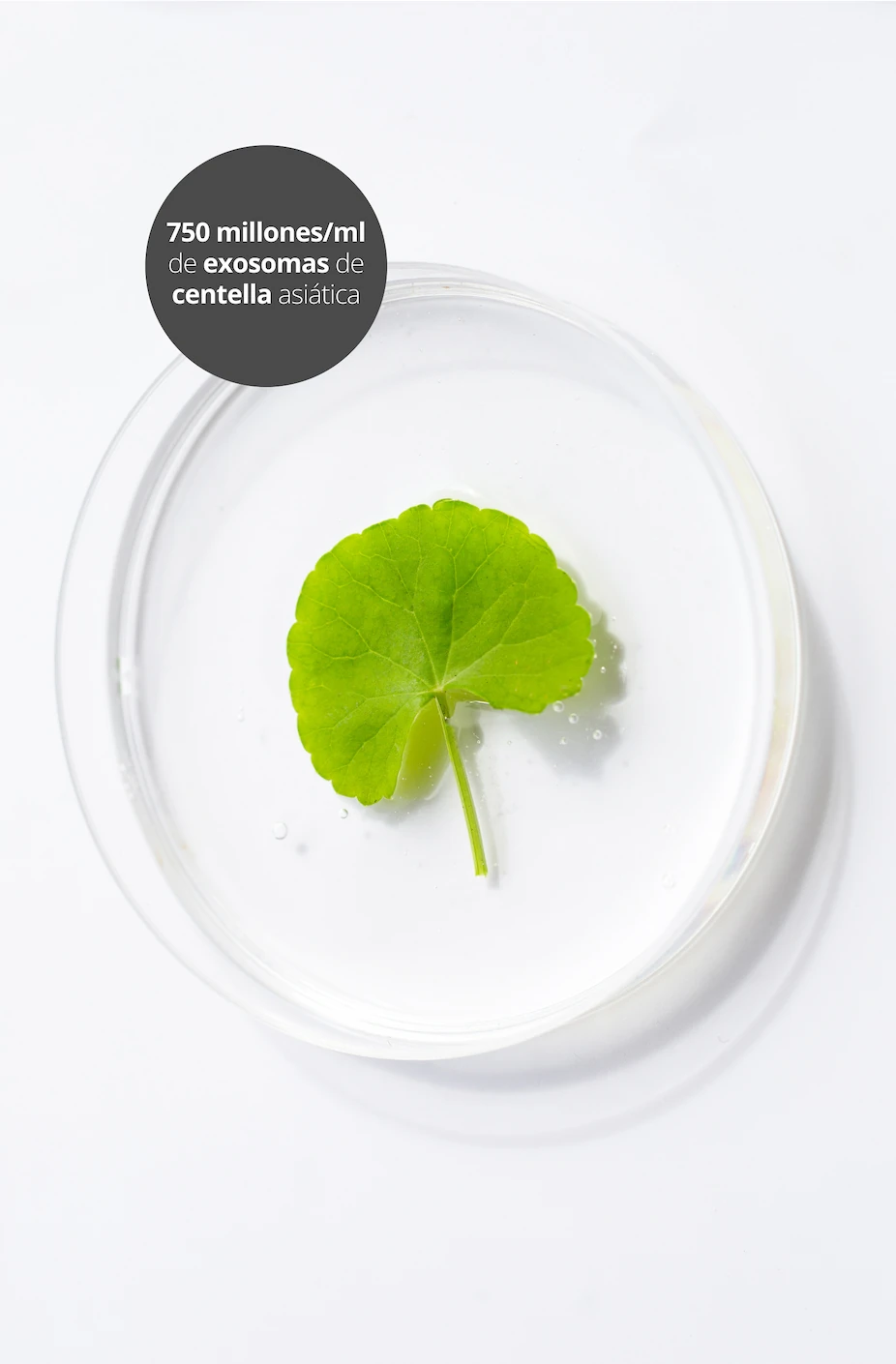 exosomas-centella-asiatica