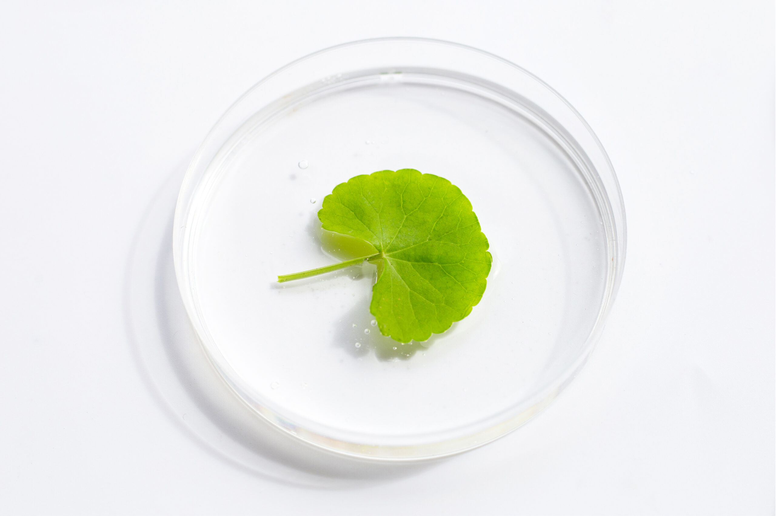 exosomas_vegetales_de_centella_asiática_(750_millones_ml)