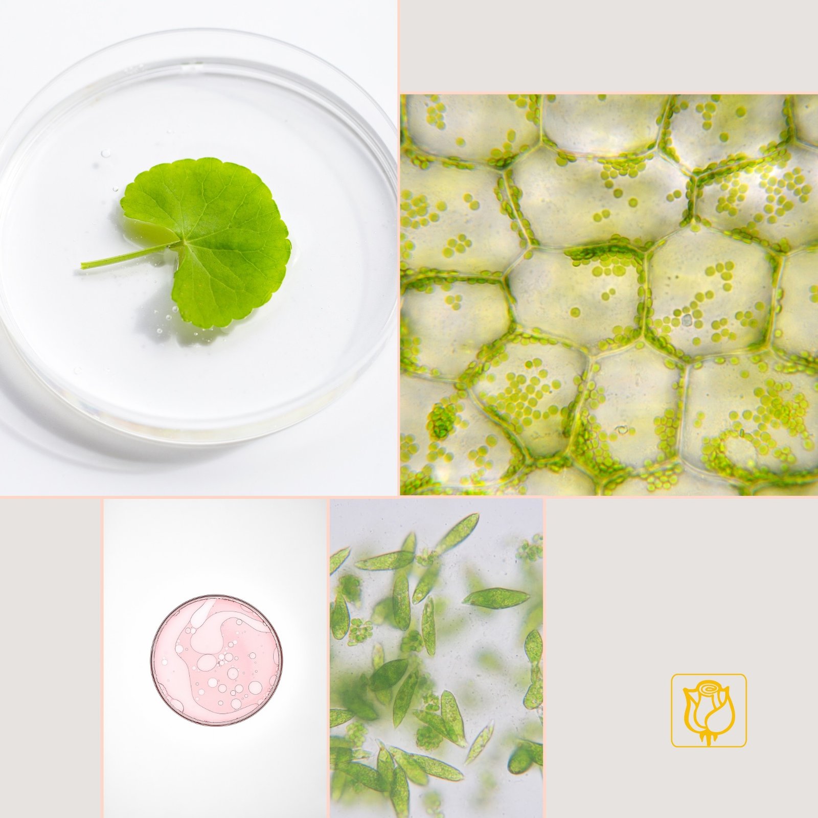 detalle visual de biotecnología y activos naturales